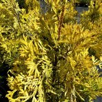 Tuja západná (Thuja occidentalis) ´GOLDEN ANNE´ ®- výška 40-60 cm, kont. C5L - 2. Trieda/Kvalita B